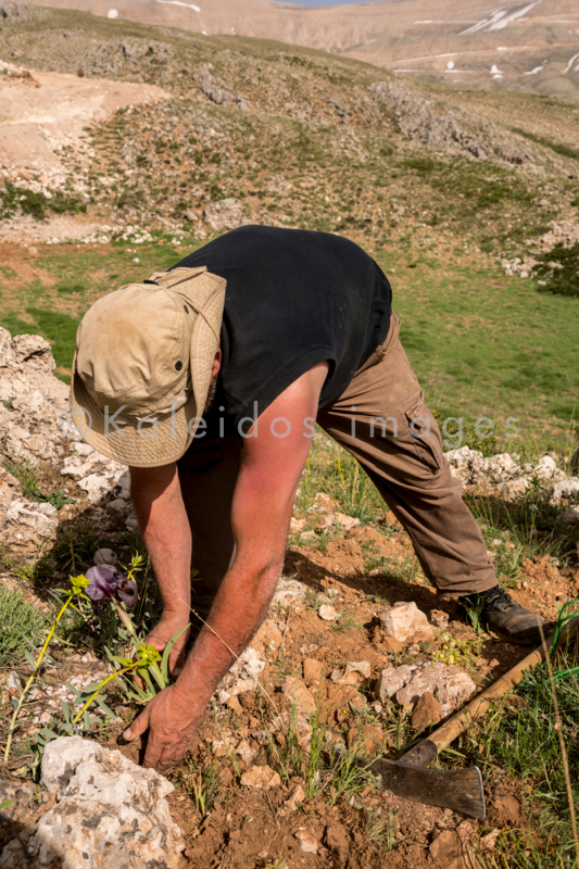 Al Arz;Iris;Iris Cedreti;Kaleidos;Kaleidos images;Lebanon;Middle East;Near East;Tarek Charara;Youssef Tawk;Flowers;Endemic;Endemic species;Critically endangered;Critically endangered species